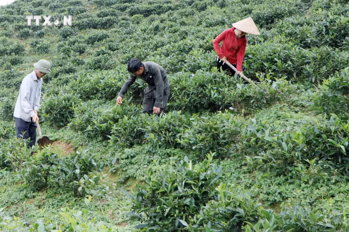 vna-potal-lai-chau-thuc-day-kinh-te-tap-the-theo-huong-san-xuat-an-toan-8806061.jpg