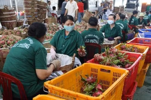 前江省吉祥农产品和食品加工有限责任公司员工对出口的或苹果进行初加工和包装 图自越通社