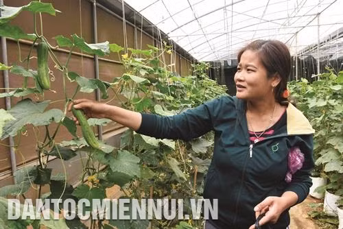 芒登多家企业已将高技术应用于农业生产，生产出高价值的产品，同时为当地同胞解决就业问题。图为少数民族通告将高技术应用于黄瓜种植。记者 文方 摄