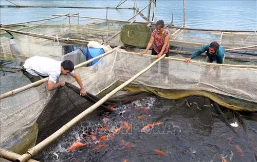 宣光省纳杭水电站水库水产养殖模式帮助居民脱贫。图自越通社 宣光省纳杭水电站水库水产养殖模式帮助居民脱贫。图自越通社