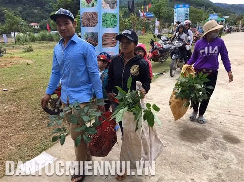 南茶眉县同胞踊跃把玉灵人参带到人参节出售。记者 杜长 摄 第三届玉灵人参节吸引参观人数2500人次，营业收入达105亿越盾，玉灵人参销量达约110公斤。记者 杜长 摄