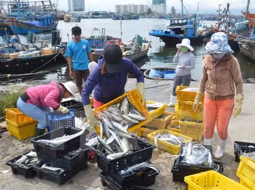 资料图:岘港市继续加大力度防范非法捕捞行为。(图片来源:因特网) 资料图:岘港市继续加大力度防范非法捕捞行为。(图片来源:因特网)
