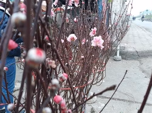 河内市部分集市出现桃花的身影 。 图自互联网