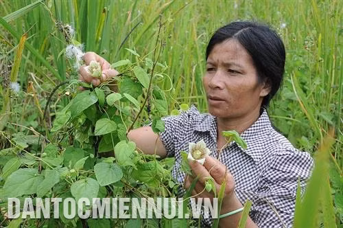 芒里乡普塔村村民伊赫朗是靠种植人参脱贫的少数农户之一。记者 文芳 摄