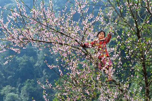 2019年奠边省羊蹄甲花节将于3月举行。图自互联网