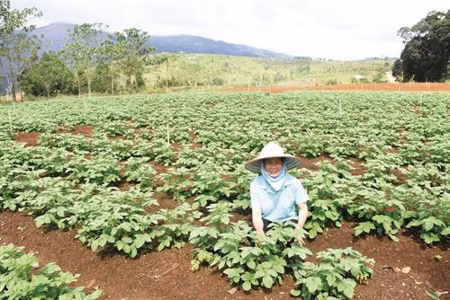 公伯龙县著找那个扩大寒冷地区蔬菜种植面积，以继续呼吁对芒登生态旅游区的投资。记者 文方