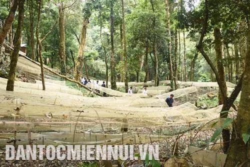 为了打造特色产品品牌，都莫龙县已提出玉灵人参发展规划，种植面积达6千公顷，土人参种植面积达1500公顷，五味子种植面积达200公顷。记者 文芳 摄