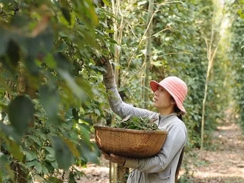 越南坚江省富国岛上的黑胡椒价格大幅下降,胡椒农没有利润。图自越通社 越南坚江省富国岛上的黑胡椒价格大幅下降,胡椒农没有利润。图自越通社