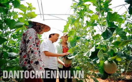 许多企业已大胆投资展开沙漠化土地上高科技农业模式。记者 安孝 摄