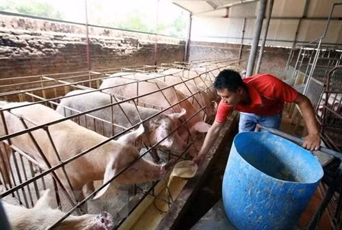 采取配套措施防止非洲猪瘟。蔓延图自越通社