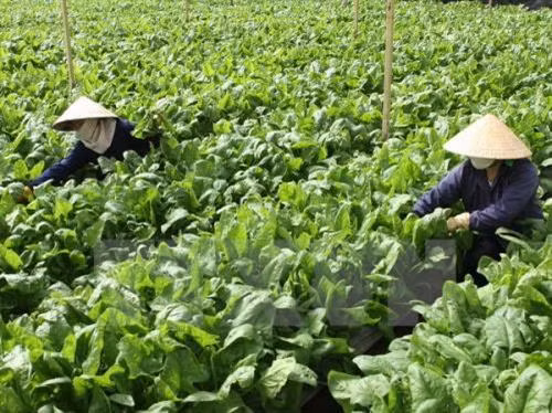 芹苴市呼吁国内外投资商加大对该市高科技农业等领域的投资力度。（图片来源：越通社）