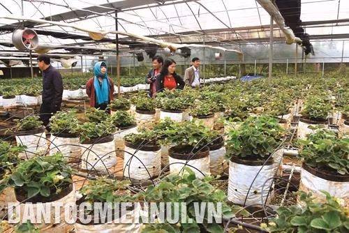 草莓种植不仅给农民带来较高经济效益而还有助于促进芒登生态旅游区经济引擎区旅游发展。记者 文方 摄