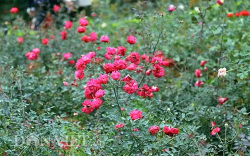 该花园共有60万颗玫瑰花树。图自danviet.vn 该花园共有60万颗玫瑰花树。图自danviet.vn