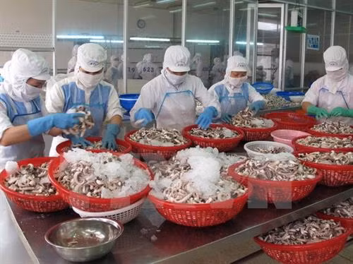 俄罗斯主要进口越南水产品。（图片来源：越通社）