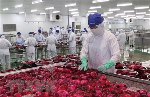 越南红心火龙果出口 图自越通社