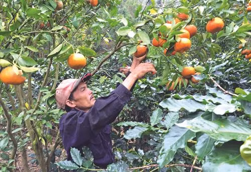单阳县热然市镇(Đ'Ran)少数民族同胞正收获橘子—当地著名的土特产之一。 单阳县农民参观并学习借鉴高科技花卉栽培经验。 近几年来,奶牛养殖给单阳县农民带来高额利润。 单阳县人民为推动家乡更快更好发展而积极捐赠土地、金钱和贡献力量。 该县许多农户已大胆出资,应用高新技术,促进生产中的高新技术应用力度。 教育工作规范化水平不断提高,有助于使单阳县完成新农村建设中的教育目标。 单阳县将新农村建设与保护当地民族文化特色相结合。 单阳县热然市镇(Đ'Ran)少数民族同胞正收获橘子—当地著名的土特产之一。 单阳县农民参观并学习借鉴高科技花卉栽培经验。 近几年来,奶牛养殖给单阳县农民带来高额利润。 单阳县人民为推动家乡更快更好发展而积极捐赠土地、金钱和贡献力量。 该县许多农户已大胆出资,应用高新技术,促进生产中的高新技术应用力度。 教育工作规范化水平不断提高,有助于使单阳县完成新农村建设中的教育目标。 单阳县将新农村建设与保护当地民族文化特色相结合。