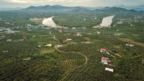 采用越南良好农业规范（VietGap）和全球良好农业规范（Global GAP）标准的荔枝种植面积日益扩大。越通社记者 摄