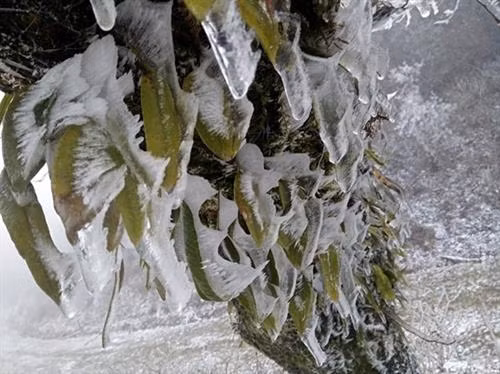 老节省沙巴县遭严寒天气 局部地区下雪。(图片来源:越通社) 老节省沙巴县遭严寒天气 局部地区下雪。(图片来源:越通社)