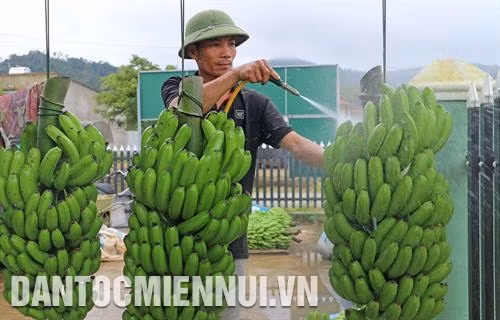 林同省各少数民族同胞子女在寄宿制学校学习时已接收新技术农业知识培训。记者 陈越 摄 丹龙县大克囊乡阮辉方加工厂对日本出口的拉巴香蕉进行初加工。记者 阮勇 摄 达怀县达朴拉乡一个橡胶林木。记者 陈越 摄 林同省各少数民族同胞子女在寄宿制学校学习时已接收新技术农业知识培训。记者 陈越 摄 丹龙县大克囊乡阮辉方加工厂对日本出口的拉巴香蕉进行初加工。记者 阮勇 摄 达怀县达朴拉乡一个橡胶林木。记者 陈越 摄