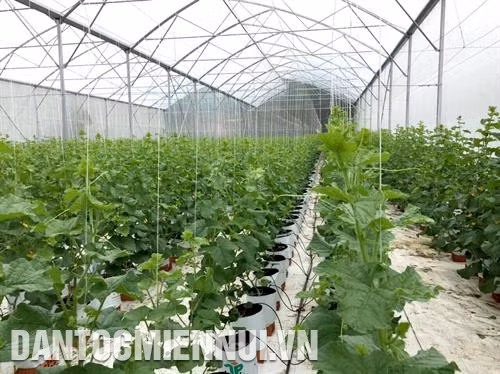 东亚高科技农业股份公司哈密瓜苏塑料大棚种植牧师。记者 阮青 摄