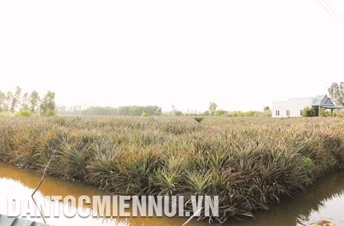朔庄省在盐碱地上种菠萝被视为适应气候变化和盐水入侵的生产模式。(民族与山区画报) 朔庄省在盐碱地上种菠萝被视为适应气候变化和盐水入侵的生产模式。(民族与山区画报)