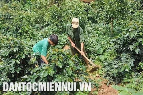 各农作物和资援助政策已帮助色当族人发展家庭经济。记者 文芳 摄