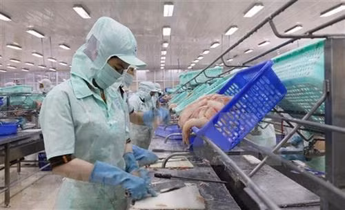 附图：查鱼出口的生产流水线。图自越通社