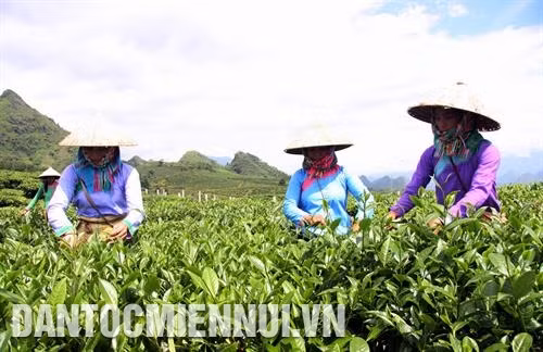 近年来,莱州已注重扩大茶叶种植面积,帮助民族同胞拥有稳定收入,逐步脱贫。记者 越皇 摄 近年来,莱州已注重扩大茶叶种植面积,帮助民族同胞拥有稳定收入,逐步脱贫。记者 越皇 摄