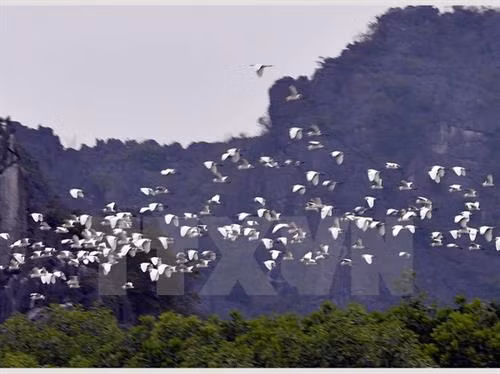 海阳省白鹭岛。（图片来源：越通社）