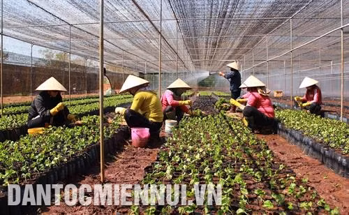 邦美蜀市注重发展高科技农业。记者 范强 摄 邦美蜀市居民的物质和精神生活水平日益提高。记者 范强 摄