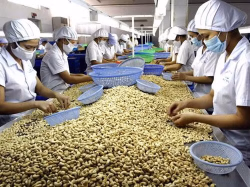 资料图:越南腰果加工和出口量独居世界第一。图自越通社 资料图:越南腰果加工和出口量独居世界第一。图自越通社