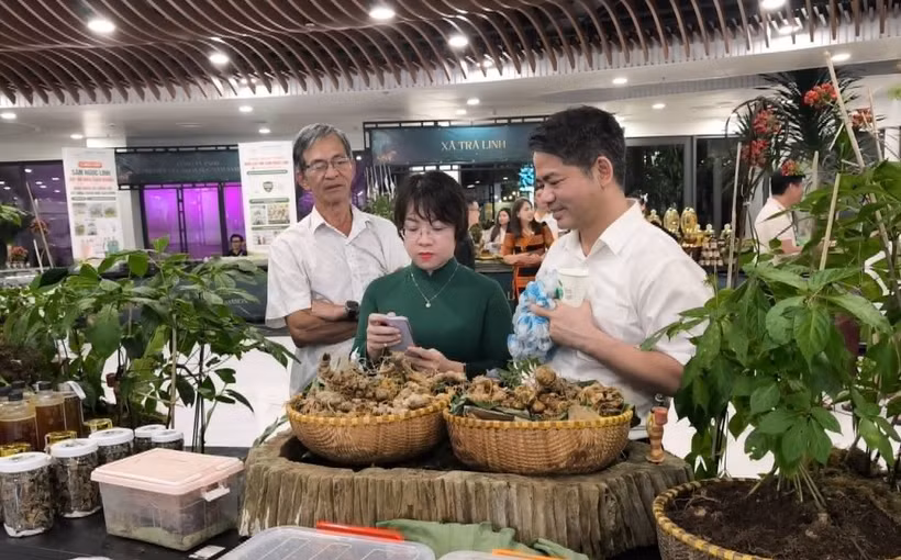 玉灵参及其产品展示区。图自越通社
