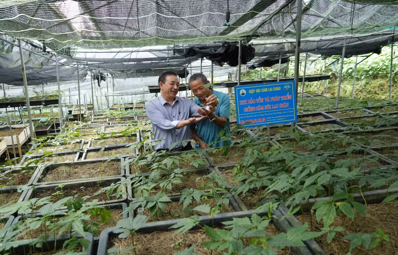 莱州人参是一种特有药用植物，具有较高的经济价值和巨大的发展潜力。图自越通社