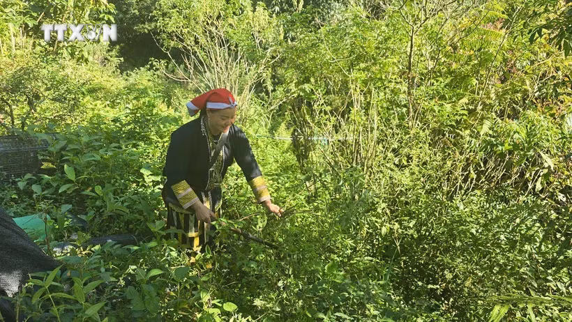 瑶族同胞采摘草药。图自越通社