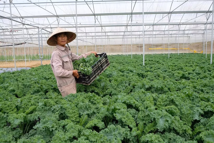 工人们正在采摘蔬菜，提供给林同省单阳县的蔬菜工厂