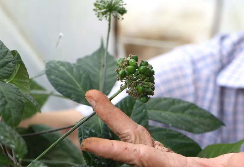 截至目前已在玉灵人参的药用部位中确定126种化合物。图自越通社