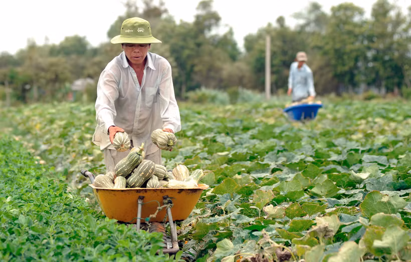 合作社与高棉族农民并肩同行