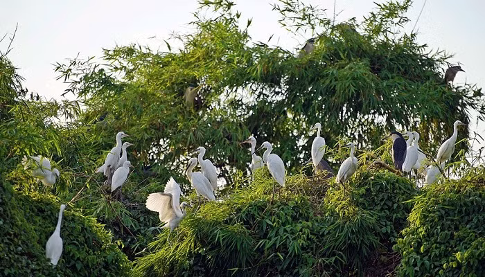 海阳省的鹭鸶岛——越南北部“独一无二”的旅游景点