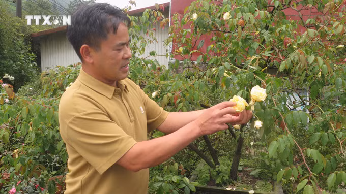 vna_potal-sa-pa-lao-cai-day-manh-ung-dung-cong-nghe-cao-phat-trien-nong-san-dac-huu-gan-voi-du-lich-9026641.jpg