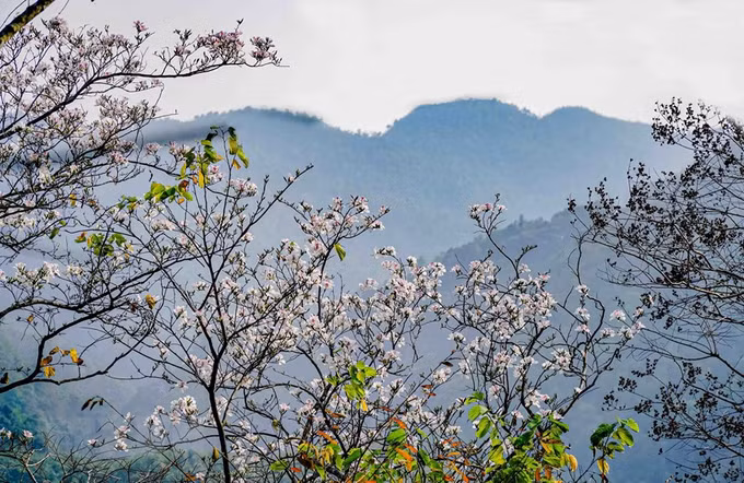 越南西北地区羊蹄甲花绽放迎春 ảnh 3