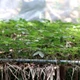 资料图：玉灵参被视为珍贵药材，是帮助色当族人脱贫致富的重要作物，目前在昆嵩省的苗圃中种植。图自越通社