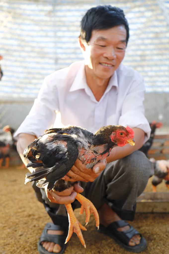 童椰红鸡 ảnh 2