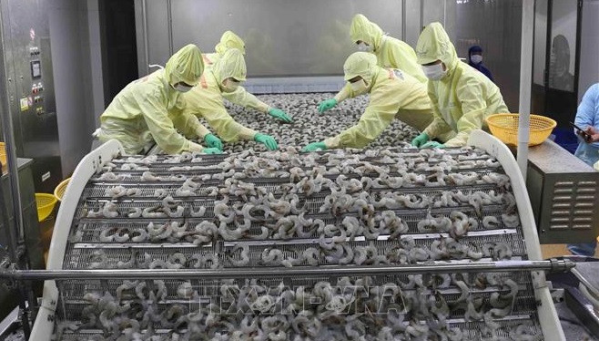 金瓯省明富水产集团出口虾加工厂。图自越通社 上半年经济发展情况:越南狠抓工作落实 努力实现“双重目标” ảnh 1