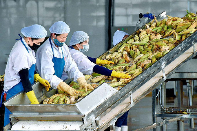 资料图。图自互联网 嘉莱省提出到2025年商品出口额达8.5亿美元的目标 ảnh 1