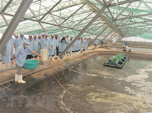 将薄辽省建设成为全国虾类行业发展中心。图自越通社 将薄辽省建设成为全国虾类行业发展中心 ảnh 1