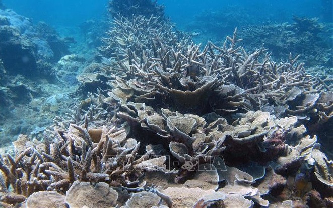 附图 图自越通社 越南海洋和海岛周:加强保护海洋生物多样性 ảnh 1