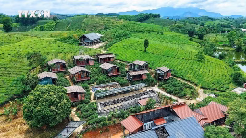 明台乡确定将茶树作为主导经济作物，推动茶产业发展与社区旅游相结合。图片来源：越通社