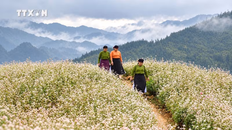 荞麦花盛开美景。图自越通社