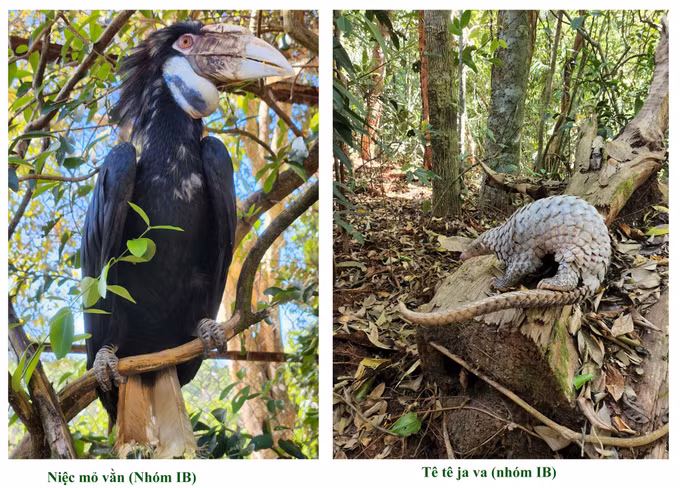 平福省：83只珍贵动物被放归大自然 ảnh 1