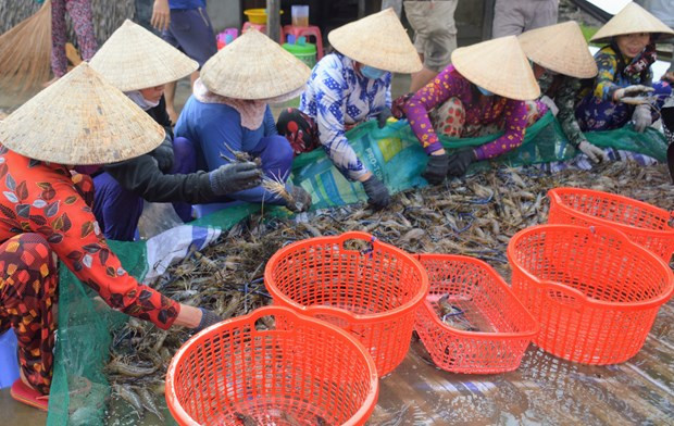 农民在推向市场前对罗氏沼虾进行分类 薄辽省洪民县稻虾轮作模式助农增收 ảnh 1